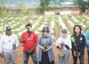 Hotel Horison Ultima Entrop Papua Ikut Tanam 300 Bibit Pohon Gmelia