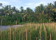 Kembangkan Usaha Tani, PLN Bantu UMK Sagu dan Tanaman Holitikultura di Maluku Utara