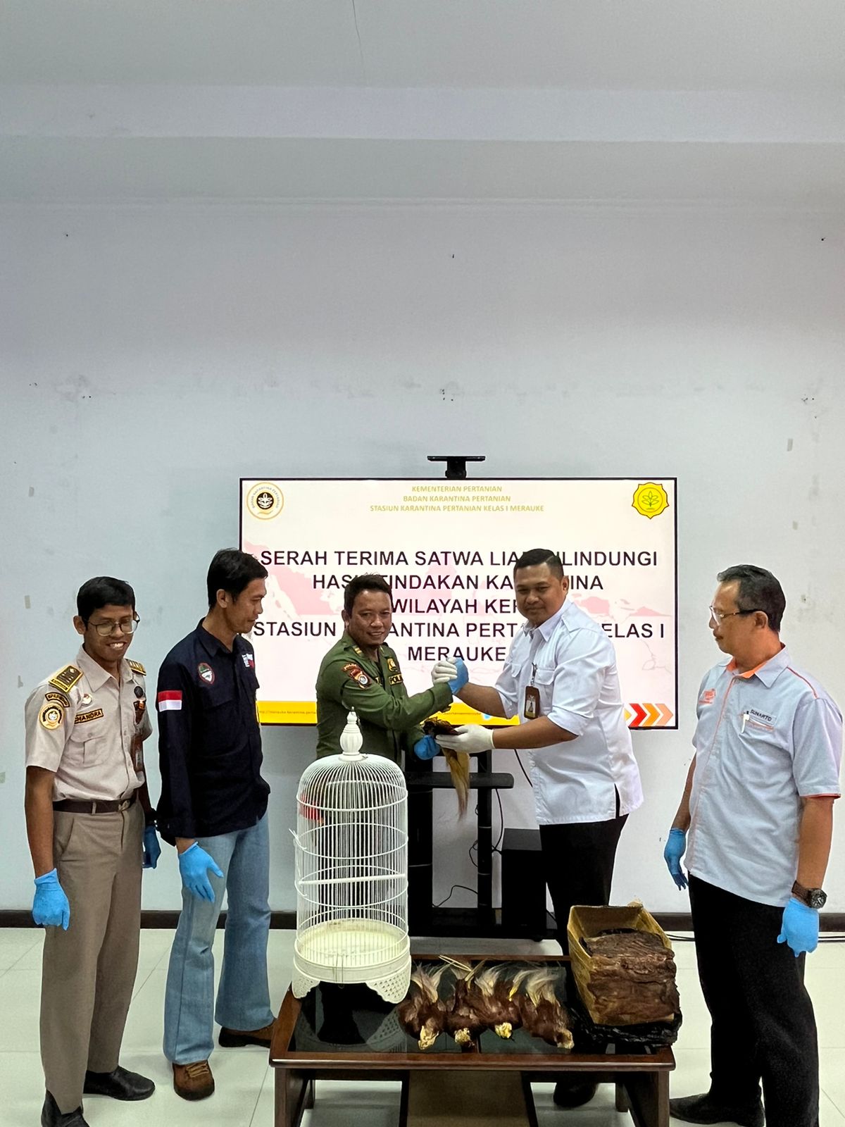 Barang sitaan Awetan Burung Cenderawasih dan Nuri diserahterimakan dari Karantina Pertanian Merauke kepada Balai Konservasi Sumber Daya Alam (BKSDA) Wilayah I Merauke. ( Foto : Istimewa )