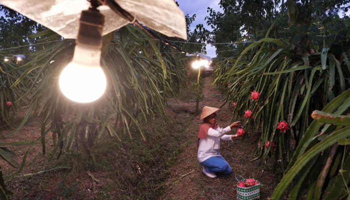 Program EA PLN Mampu Tingkatkan Kualitas Pertanian,Hingga September 2023, 230.555 Petani Naik Kelas