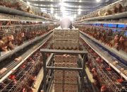 Program Electrifying Agriculture PLN Capai 230 Ribu Pelanggan Hingga Triwulan III 2023