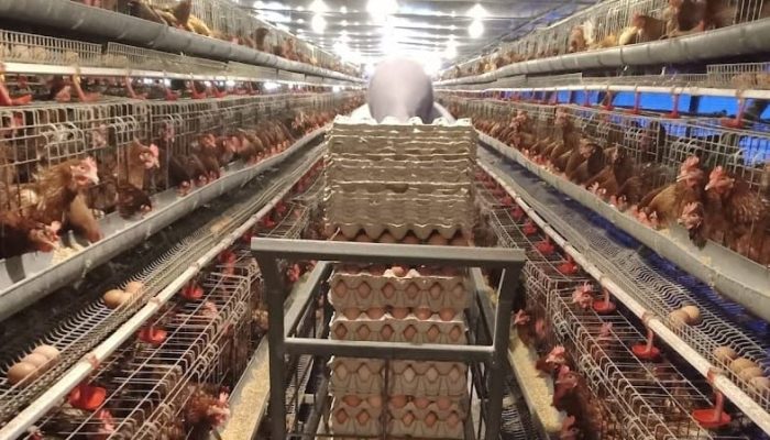 Program Electrifying Agriculture PLN Capai 230 Ribu Pelanggan Hingga Triwulan III 2023