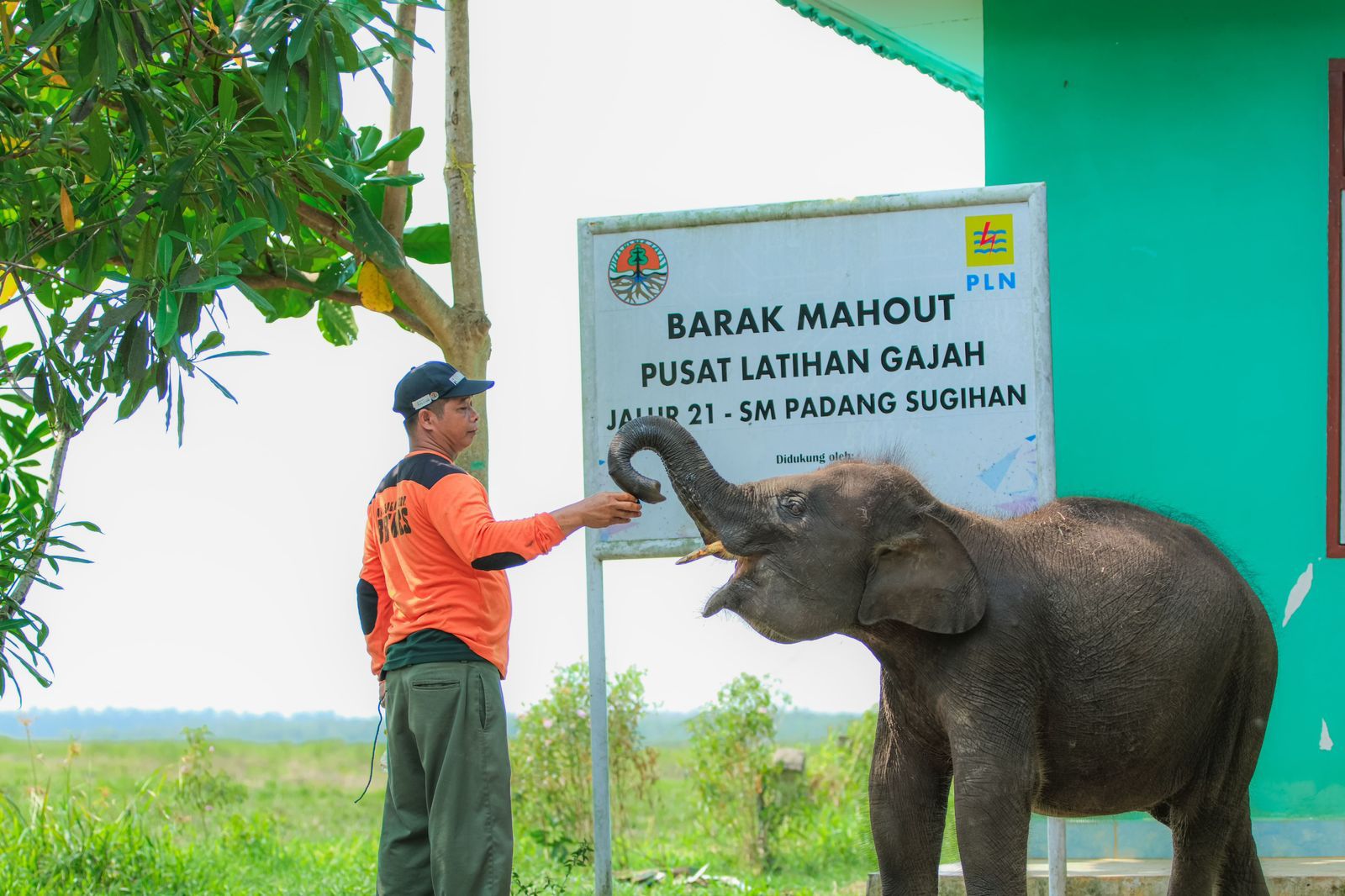 PLN Indonesia Power Unit Bisnis Pembangkitan (UBP) Keramasan bersama Balai Konservasi Sumber Daya Alam (BKSDA) Provinsi Sumatra Selatan dirikan fasilitas penunjang berupa Barak Mahout sebagai pusat latihan gajah (PLG) yang berlokasi di Padang Sugihan, Sumatra Selatan. ( Foto : Istimewa )