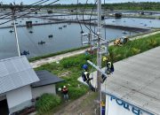 Perusahaan Tambak Udang di Maluku Berhasil Efisiensi Rp 123 Juta Lebih per Hari Berkat Listrik PLN