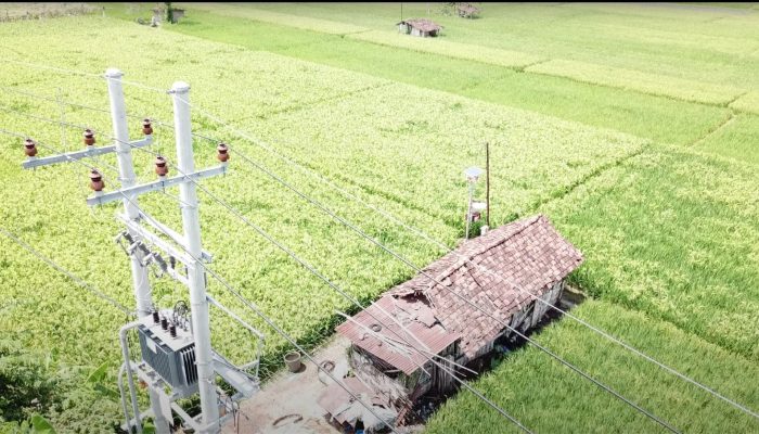 Panen Raya Sukses, Program Electrifying Agriculture PLN Mampu Tingkatkan Produktivitas Pertanian Padi di Ponorogo