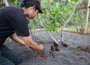 Melalui Desa Binaan, PLN dan Universitas Halmahera Berhasil Lakukan Konservasi Burung Mamoa