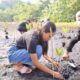 Tanam Mangrove dan Lepas Tukik Penyu di Pantai Wauwo, PLN UIP MPA Dukung Kolaborasi Konservasi Pesisir Berkelanjutan